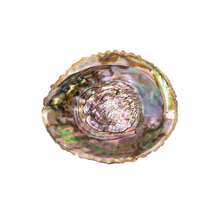 Load image into Gallery viewer, Abalone Shell